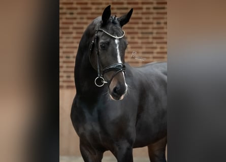 KWPN, Merrie, 4 Jaar, 168 cm, Donkerbruin