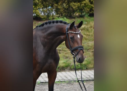 KWPN, Merrie, 4 Jaar, 168 cm, Donkerbruin