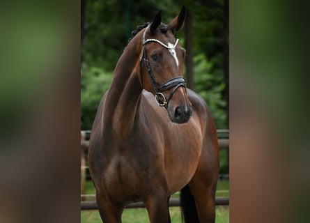 KWPN, Merrie, 4 Jaar, 168 cm, Donkerbruin