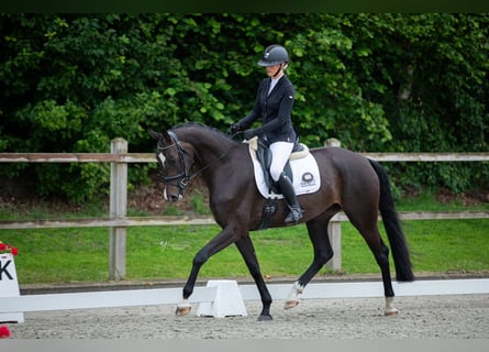 KWPN, Merrie, 4 Jaar, 168 cm, Donkerbruin