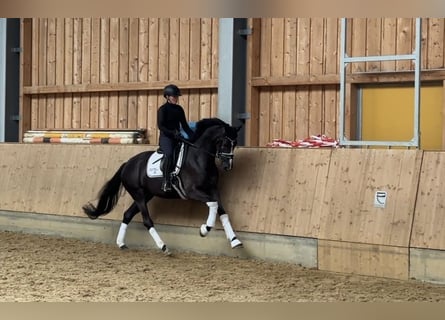 KWPN, Merrie, 4 Jaar, 168 cm, Zwartbruin