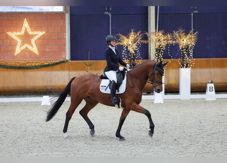 KWPN, Merrie, 4 Jaar, 169 cm, Bruin