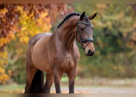 KWPN, Merrie, 4 Jaar, 169 cm, Bruin