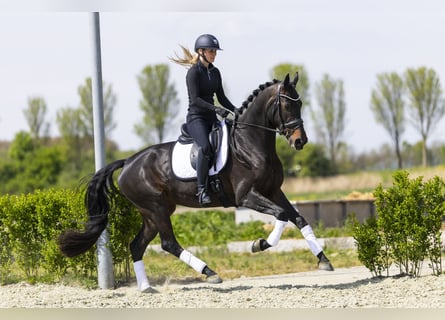 KWPN, Merrie, 4 Jaar, 169 cm, Donkerbruin