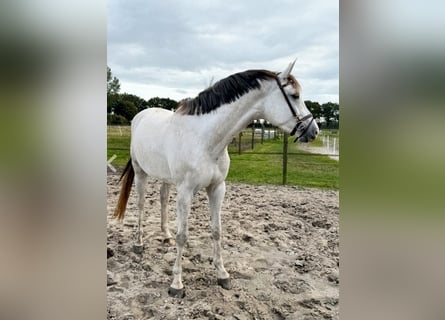 KWPN, Merrie, 4 Jaar, 169 cm, Wit