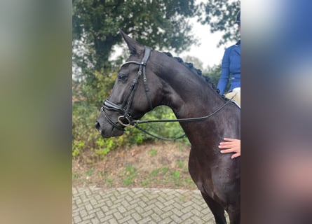 KWPN, Merrie, 4 Jaar, 169 cm, Zwartbruin