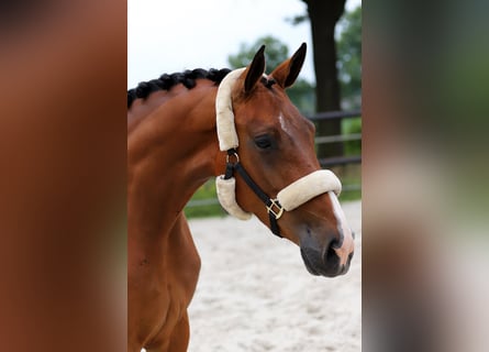 KWPN, Merrie, 4 Jaar, 170 cm, Bruin
