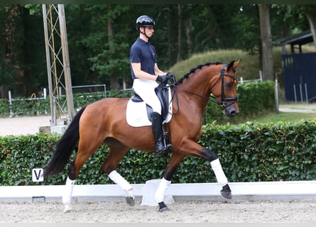 KWPN, Merrie, 4 Jaar, 170 cm, Bruin