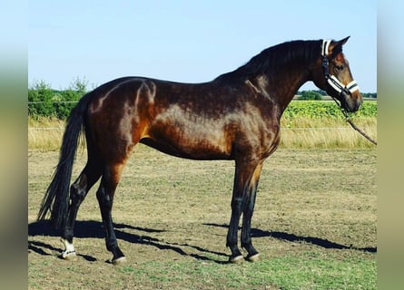 KWPN, Merrie, 4 Jaar, 170 cm, Donkerbruin