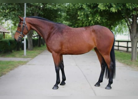 KWPN, Merrie, 4 Jaar, 170 cm, Roodbruin