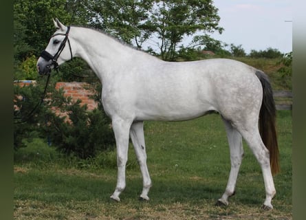 KWPN, Merrie, 4 Jaar, 170 cm, Wit