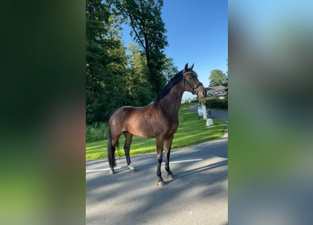 KWPN, Merrie, 4 Jaar, 171 cm, Donkerbruin