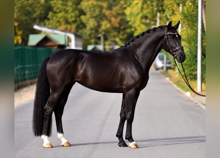 KWPN, Merrie, 4 Jaar, 171 cm, Zwart