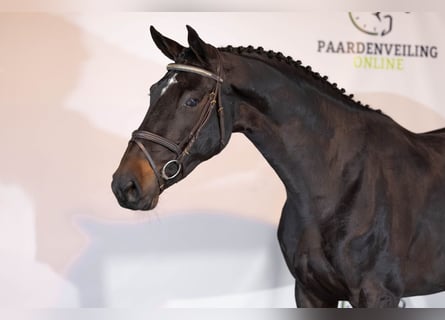 KWPN, Merrie, 4 Jaar, 172 cm, Donkerbruin