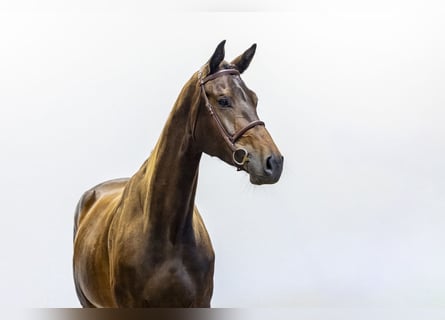 KWPN, Merrie, 4 Jaar, 172 cm, Donkerbruin