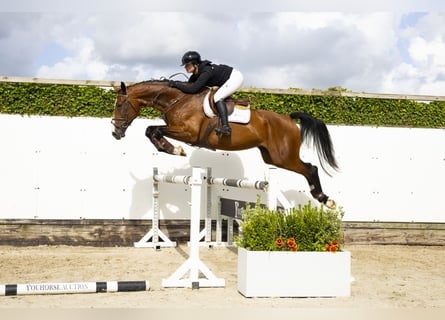 KWPN, Merrie, 4 Jaar, 174 cm, Bruin