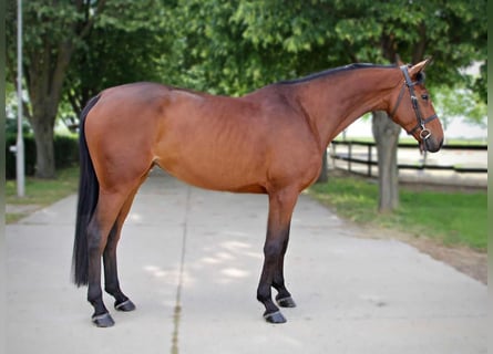 KWPN, Merrie, 4 Jaar, 174 cm, Roodbruin
