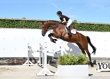 KWPN, Merrie, 4 Jaar, 175 cm, Bruin