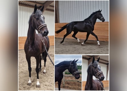 KWPN, Merrie, 4 Jaar, Donkerbruin