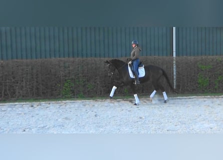 KWPN, Merrie, 4 Jaar, Donkerbruin