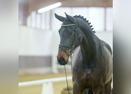 KWPN, Merrie, 4 Jaar, Donkerbruin