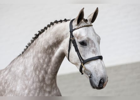 KWPN, Merrie, 4 Jaar, Schimmel