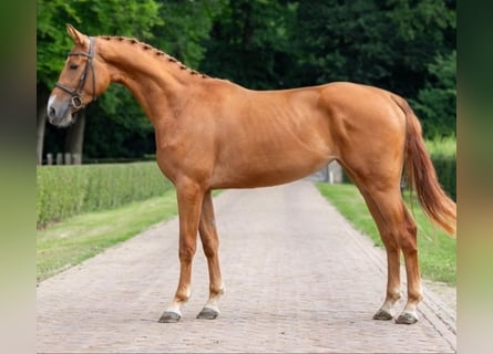 KWPN, Merrie, 4 Jaar