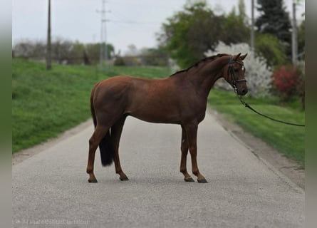 KWPN, Merrie, 5 Jaar, 147 cm, Bruin