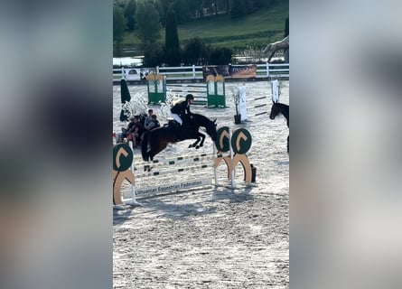 KWPN, Merrie, 5 Jaar, 160 cm, Donkerbruin