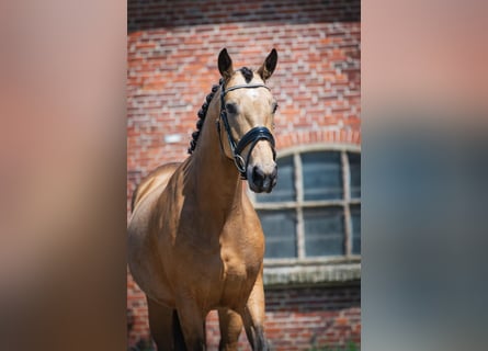 KWPN, Merrie, 5 Jaar, 160 cm, Falbe