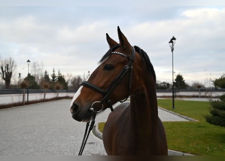 KWPN, Merrie, 5 Jaar, 160 cm, Roodbruin