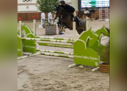 KWPN, Merrie, 5 Jaar, 163 cm, Bruin
