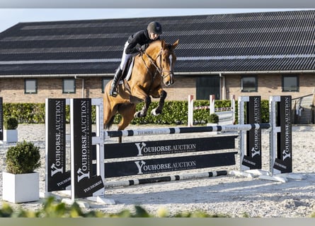 KWPN, Merrie, 5 Jaar, 163 cm, Bruin