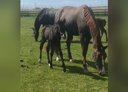 KWPN, Merrie, 5 Jaar, 163 cm, Donkere-vos