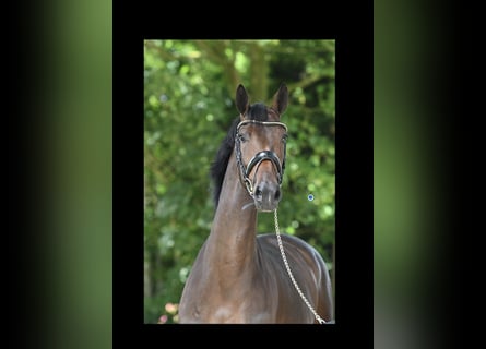 KWPN, Merrie, 5 Jaar, 164 cm, Bruin
