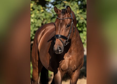 KWPN, Merrie, 5 Jaar, 164 cm, Bruin