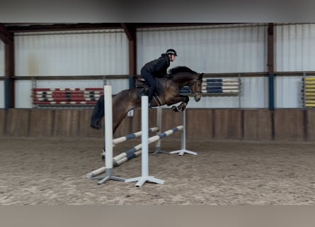 KWPN, Merrie, 5 Jaar, 164 cm, Bruin