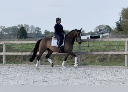 KWPN, Merrie, 5 Jaar, 164 cm, Donkerbruin