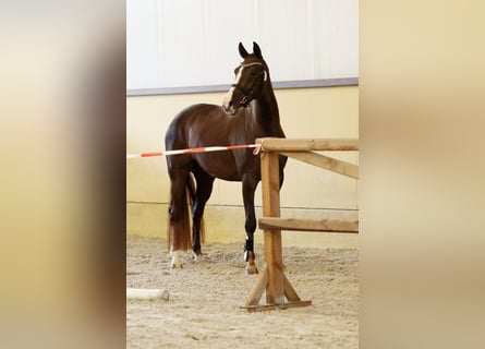 KWPN, Merrie, 5 Jaar, 164 cm, Donkere-vos