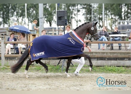 KWPN, Merrie, 5 Jaar, 164 cm, Zwart