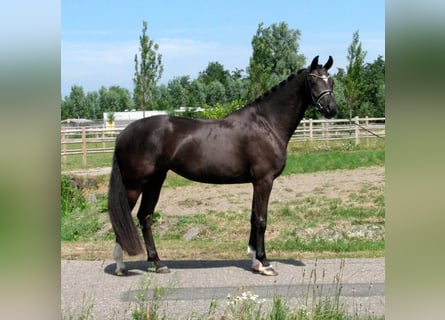 KWPN, Merrie, 5 Jaar, 164 cm, Zwart