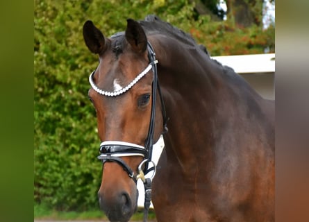 KWPN, Merrie, 5 Jaar, 166 cm, Bruin