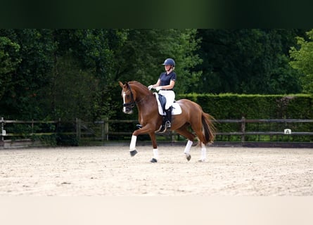 KWPN, Merrie, 5 Jaar, 166 cm, Vos