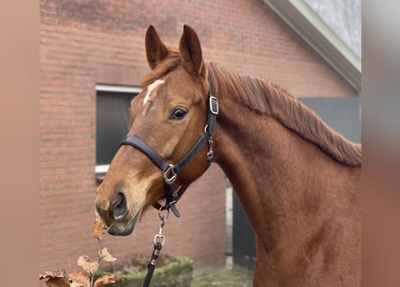 KWPN, Merrie, 5 Jaar, 166 cm, Vos