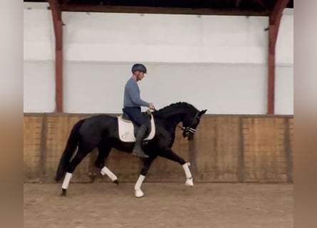 KWPN, Merrie, 5 Jaar, 166 cm, Zwart