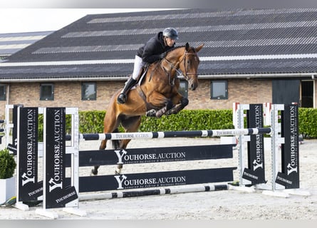 KWPN, Merrie, 5 Jaar, 167 cm, Bruin