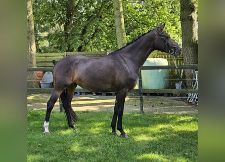 KWPN, Merrie, 5 Jaar, 167 cm, Donkerbruin