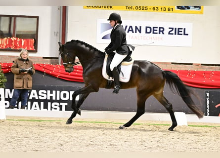 KWPN, Merrie, 5 Jaar, 167 cm, Donkerbruin