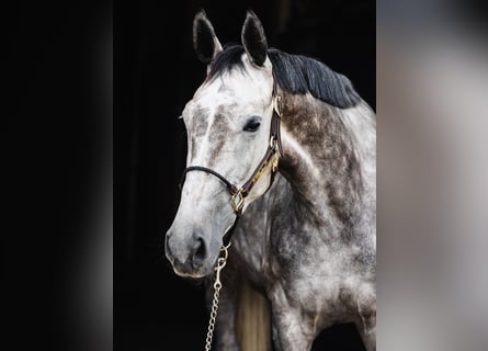 KWPN, Merrie, 5 Jaar, 167 cm, Schimmel