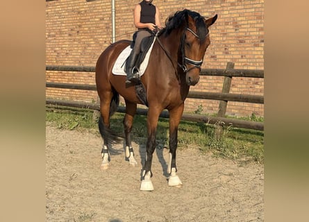 KWPN, Merrie, 5 Jaar, 168 cm, Bruin
